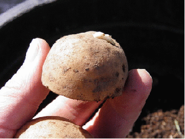 patatas macetas secuencia